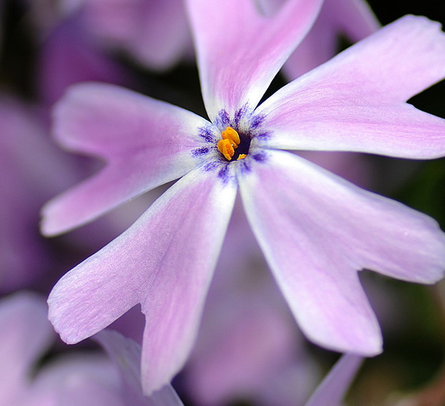 D30_8638 Kopie.jpg   26.04.jpg